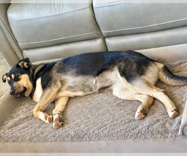 Medium Photo #2 Gerberian Shepsky Puppy For Sale in Corona, CA, USA