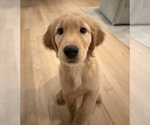 Puppy Blue Golden Retriever
