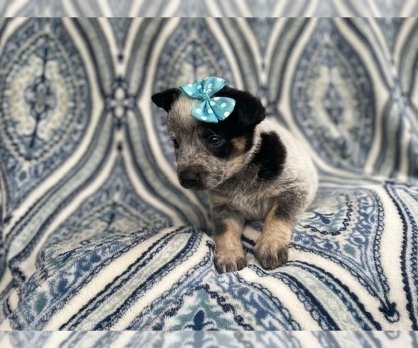Medium Photo #2 Australian Cattle Dog Puppy For Sale in LAKELAND, FL, USA