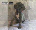 Small Photo #12 Cane Corso Puppy For Sale in MINERAL WELLS, WV, USA
