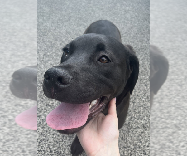 Medium Photo #2 Mastador Puppy For Sale in McKinney, TX, USA