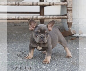 French Bulldog Puppy for sale in HONEY BROOK, PA, USA
