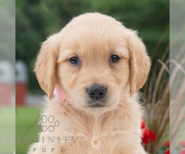 Medium Photo #4 Golden Retriever Puppy For Sale in NEWPORT, PA, USA
