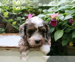 Small Photo #5 Cocker Spaniel-Poodle (Miniature) Mix Puppy For Sale in DUBARD, MS, USA