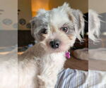 Small #5 Shih Tzu Mix