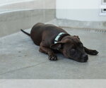 Small Photo #2 American Pit Bull Terrier-Unknown Mix Puppy For Sale in Ocala, FL, USA