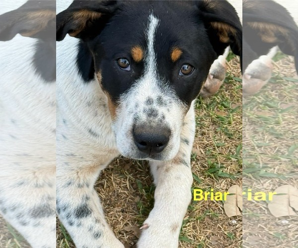 Medium Photo #4  Puppy For Sale in , 
