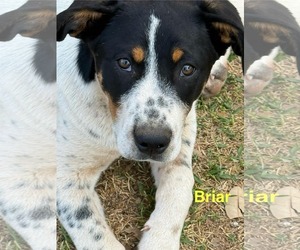 Mutt Dogs for adoption in NEWPORT NH, NH, USA