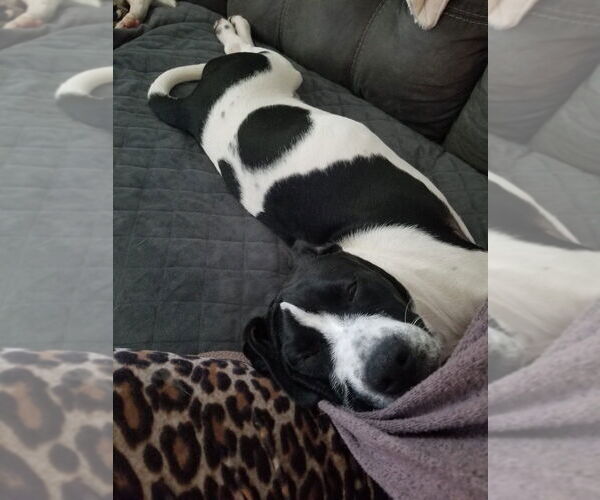 Medium Photo #2 Dogue de Bordeaux-Unknown Mix Puppy For Sale in New York, NY, USA