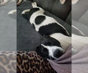 Panda (AL) - Male Dogue de Bordeaux-Unknown Mix Dog for Adoption - Photo #2