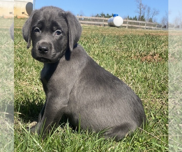 Medium Photo #1 Labrador Retriever Puppy For Sale in WESTFIELD, NC, USA