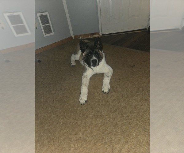 Medium Photo #1 Akita Puppy For Sale in WALWORTH, NY, USA