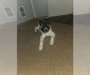 Akita Puppy for sale in WALWORTH, NY, USA