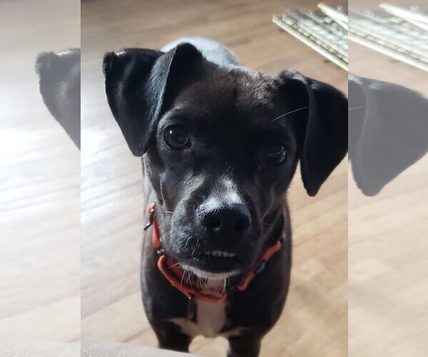 Medium Photo #7 Mutt Puppy For Sale in Brooklyn Center, MN, USA