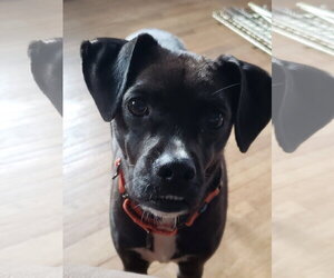 Shocka - Female Mutt Dog for Adoption - Photo #7