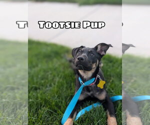 Shepweiller Dogs for adoption in Sandy, UT, USA