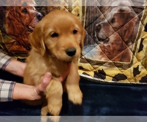 Golden Retriever Litter for sale in HARRISON, TN, USA