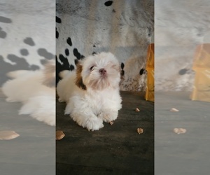 Shih Tzu Puppy for sale in STEVINSON, CA, USA