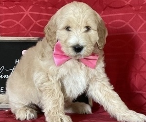 Goldendoodle Puppy for sale in LANCASTER, PA, USA