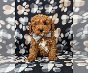 Cockapoo Puppy for sale in KIRKWOOD, PA, USA