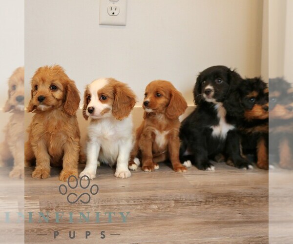 Medium Photo #2 Cavalier King Charles Spaniel-Goldendoodle Mix Puppy For Sale in NARVON, PA, USA