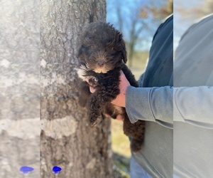 Aussiedoodle Miniature -Poodle (Miniature) Mix Puppy for sale in SELMER, TN, USA