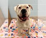 Small American Bulldog Mix