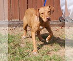 Small #2 Labrador Retriever Mix