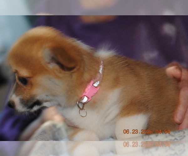 Medium Photo #3 Pembroke Welsh Corgi Puppy For Sale in FALLS CITY, OR, USA