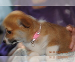 Small #2 Pembroke Welsh Corgi