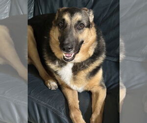 German Shepherd Dog Dogs for adoption in Lighthouse Point, FL, USA