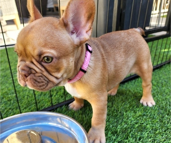 Medium Photo #17 French Bulldog Puppy For Sale in LAS VEGAS, NV, USA