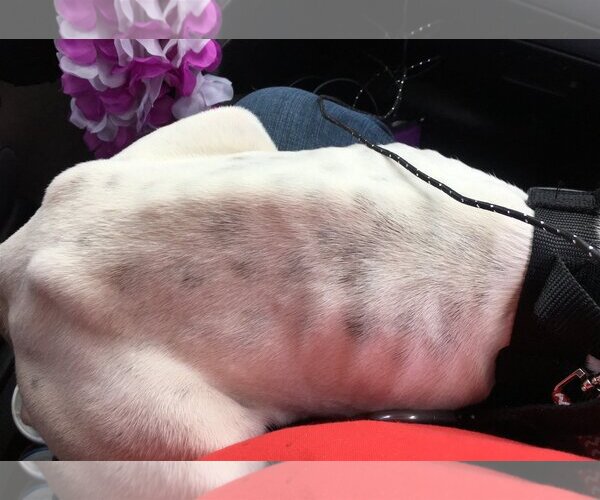Medium Photo #4 Bullboxer Pit Puppy For Sale in Little Elm, TX, USA