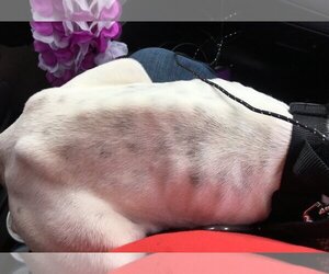 Marlee (Forever Foster) - Female Bullboxer Pit Dog for Adoption - Photo #4