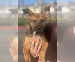Keenan - Male German Shepherd Dog-Unknown Mix Dog for Adoption - Photo #13
