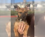 Small Photo #13 German Shepherd Dog-Unknown Mix Puppy For Sale in Dana Point, CA, USA