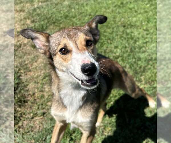 Medium Photo #4 Mutt Puppy For Sale in Minneapolis, MN, USA