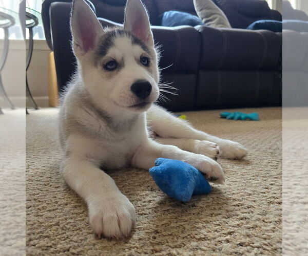 Medium Photo #38 Siberian Husky Puppy For Sale in KING GEORGE, VA, USA