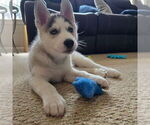 Puppy Red AKC Siberian Husky