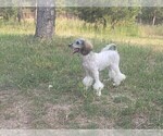 Small Photo #1 Bernedoodle (Miniature) Puppy For Sale in BLACK FOREST, CO, USA