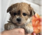 Small #9 Morkie