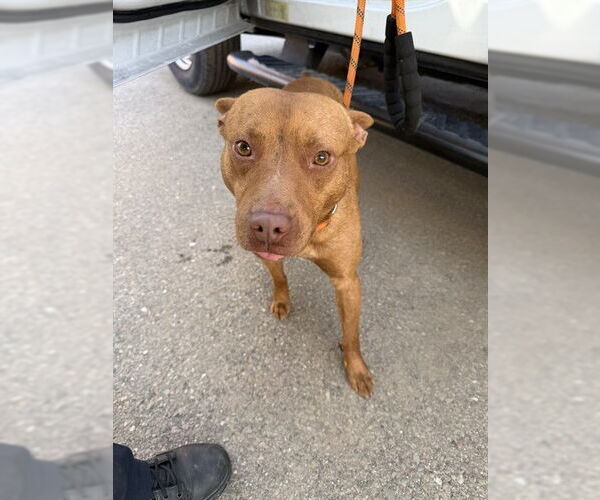 Medium Photo #1 Texas Heeler-Unknown Mix Puppy For Sale in Stockton, CA, USA