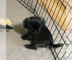 Small Photo #3 Shih Tzu Puppy For Sale in GLOUCESTER, VA, USA