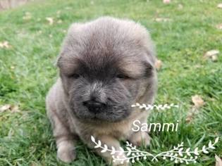 Chow Chow Puppy for sale in DECATUR, IL, USA