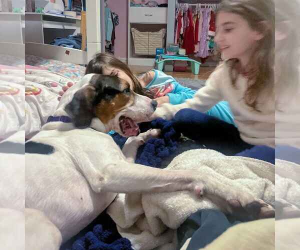 Medium Photo #15 Treeing Walker Coonhound Puppy For Sale in Huntley, IL, USA