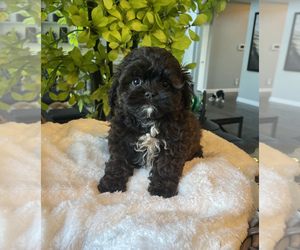 ShihPoo Puppy for sale in FRANKLIN, IN, USA