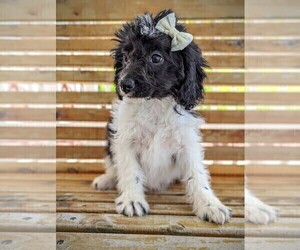 Cavachon-Poodle (Miniature) Mix Puppy for sale in HOPKINSVILLE, KY, USA