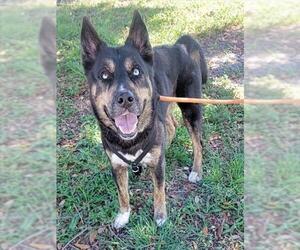 Siberian Husky Dogs for adoption in Fort Lauderdale, FL, USA