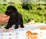 Small #7 Poodle (Toy)