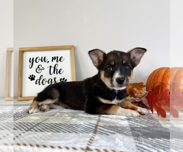 Medium Photo #22 Australian Cattle Dog-Border Collie Mix Puppy For Sale in GREENFIELD, IN, USA